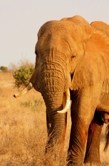 Kenya Tsayo Weast & East National Park